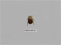 藏品(黃豔金龜)的圖片